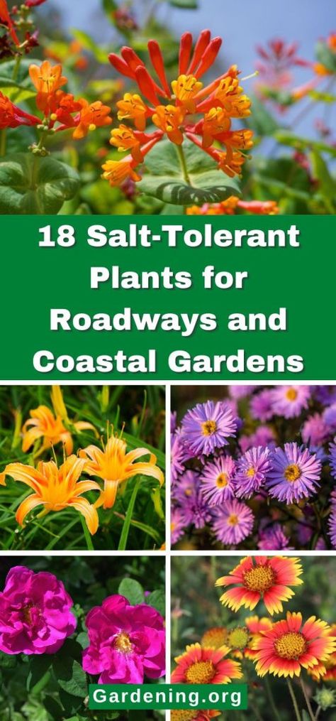 Salt Tolerant Plants Coastal Gardens Florida, Nc Coastal Landscaping, Coastal Vegetable Garden, Low Maintenance Coastal Landscaping, Salt Tolerant Plants Coastal Gardens, Coastal Home Landscaping, Beach Plants Coastal Gardens, Coastal Landscaping Ideas Beach Gardens, Coastal Front Yard Landscaping