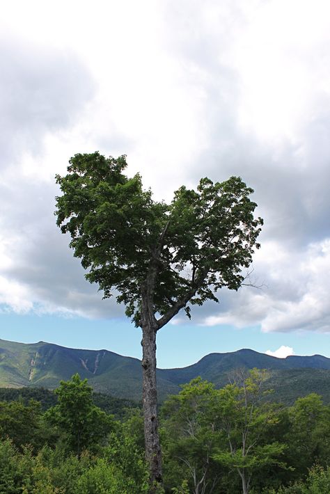 Heart In Nature, I Love Heart, Heart Tree, Heart Images, Heart Strings, Love Tree, White Mountains, Beating Heart, Airbrush Art