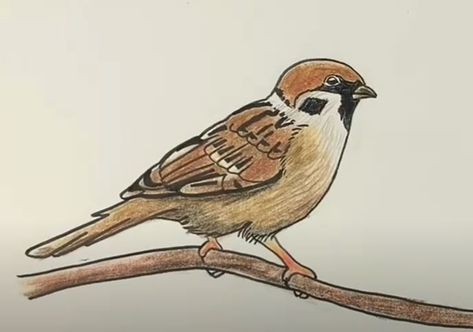 Sparrow Drawing Step by Step Tutorial Draw Birds Easy Step By Step, Sparrow Drawing Simple, Drawing Birds Easy Step By Step, Sparrow Bird Drawing, Drawing Birds Easy, Love Birds Drawing, Simple Bird Drawing, Sparrow Drawing, Sparrow Tattoo Design