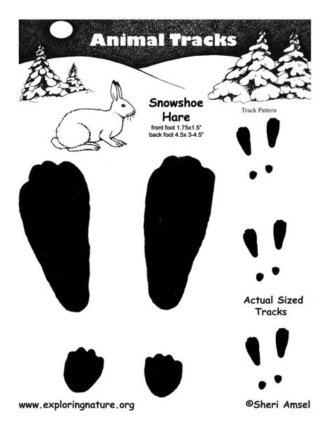 snow shoe hare Rabbit Tracks, Easter Bunny Footprints, Inference Activities, Snowshoe Hare, Snow Shoe, Science Earth, Arctic Hare, Dinosaur Footprint, Rabbit Crafts