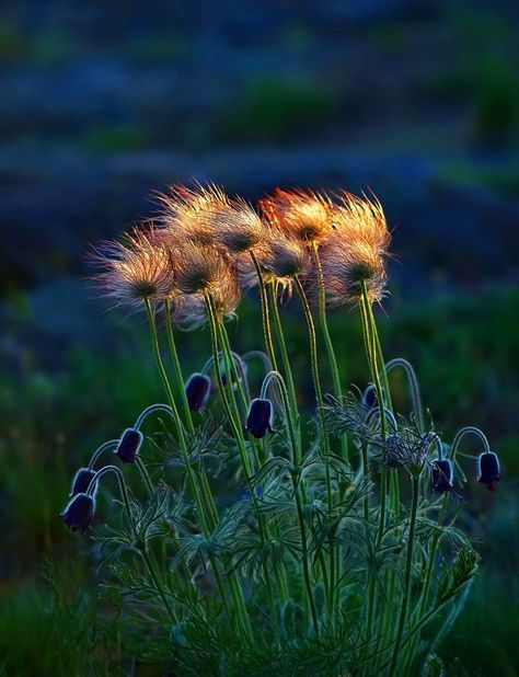 perfect light... Blowin' In The Wind, Foto Art, Seed Pods, Jolie Photo, Belleza Natural, Simply Beautiful, Nature Beauty, Belle Photo, The Wind