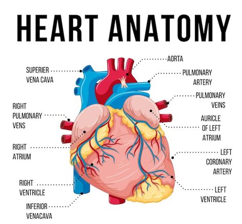 Structure Of Heart, Heart Anatomy Drawing, Human Heart Diagram, Anatomical Heart Drawing, Human Heart Drawing, Heart Organ, Heart Diagram, Parts Of The Heart, Poster Halloween