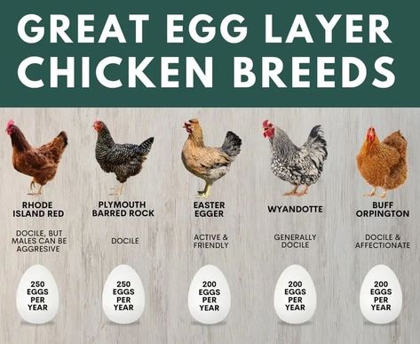 Photos of laying hens and their names. Laying Hens Breeds, Best Laying Hens, Chicken Composting, Egg Laying Hens, Best Laying Chickens, Laying Chickens Breeds, Laying Chickens, Best Egg Laying Chickens, Layer Chicken