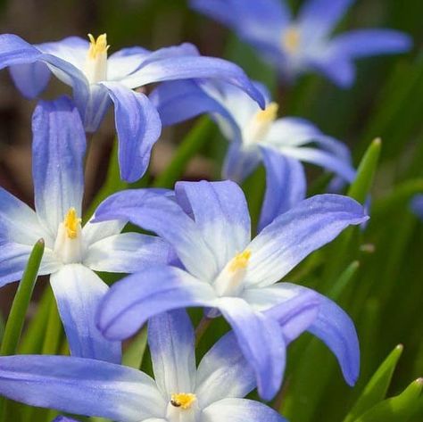 ✨💫🌺🌻🌸🌼🌷💫✨ on Instagram: "Scilla luciliae is a species of flowering plant in the family Asparagaceae. It is referred to by the common names Bossier's glory-of-the-snow or Lucile's glory-of-the-snow, and is a bulbous perennial from western Turkey that flowers in early spring. After flowering, it goes into dormancy until the next spring. The specific epithet is in honour of Lucile, the wife of the Swiss botanist Pierre Edmond Boissier (1810-1885). It belongs to a group of Scilla species that Scilla Flower, Glory Of The Snow, Snow Flower, Common Names, Flower Clipart, Summer Breeze, Flower Aesthetic, Early Spring, Flower Photos