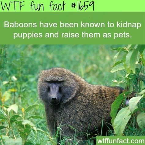 Baboon, Weird Animal Facts, Animals Information, Fun Facts About Animals, Interesting Animals, Unbelievable Facts, Facts For Kids, Animal Facts, Weird Animals