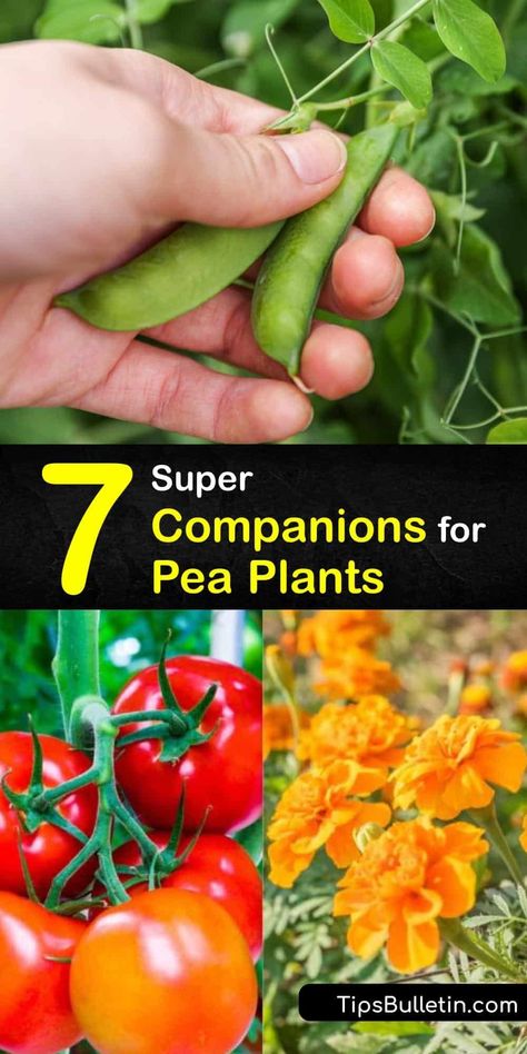 Companion Plants For Peas, Planting Peas In Containers, Growing Peas In Garden, Planting Peas From Seed, How To Grow Snap Peas, Pea Garden Ideas, Growing Peas In Containers, Peas Companion Planting, Pea Companion Plants