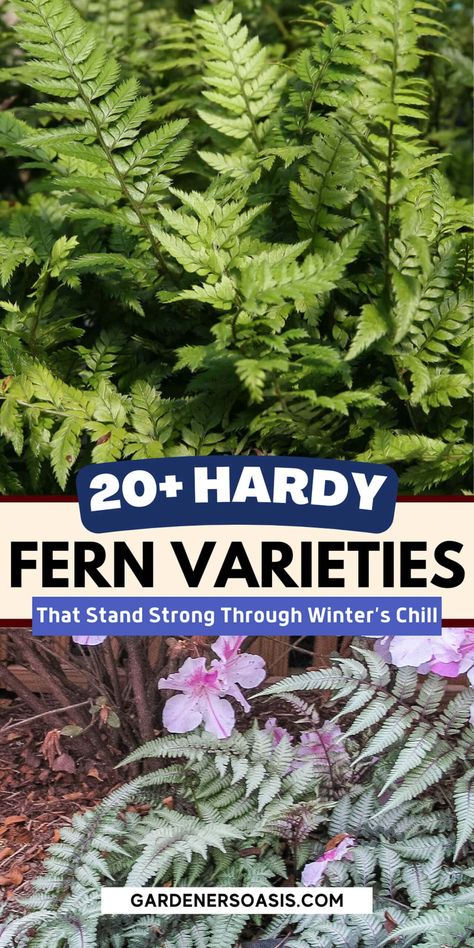 Hardy Fern Varieties (20+ Perennial Ferns That Will Survive The Winter) | Perennials Evergreen Shade Plants, Perennial Ferns, Partial Shade Perennials, Tall Perennials, Fern Varieties, Shade Perennial Garden, Shade Flowers Perennial, Perennial Bushes, Evergreens For Shade