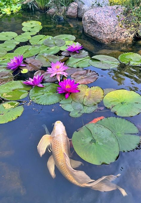 A Scottish Home, a Beautiful Blue Kitchen, and My Koi Pond : Friday Finds - Town & Country Living Nature, Water Lily Koi Pond, Koi Pond Flowers, Koi Pond Photography, Koi Art Painting, Koi Fish Pond Backyard, Coy Fish Pond, Koi Fish Photo, Coi Pond