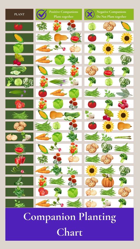 The Power of Companion Planting: A Comprehensive Guide - Nova Valley Farm Plant Companion Chart, Best Vegetable Garden Layout Companion Planting, Vegetable Garden What To Plant Together, Veg Planting Calendar Uk, Veggie Companion Planting, Veggie And Herb Garden Layout, Garden Beds Layout Ideas, Garden Planting Companions, Veggie Garden Companion Planting