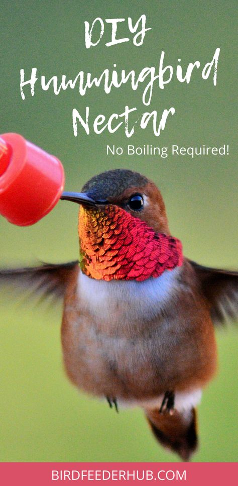 Make your own hummingbird nectar, it's easy and only requires one ingredient. Our no boil hummingbird nectar is quick and simple, to keep up with feeding your hungry hummers!  #hummingbirds #hummingbirdfeeder #nectar #nectarfeeder  https://birdfeederhub.com/how-to-make-hummingbird-nectar-without-boiling-the-water/ Hummingbird Food Recipe No Boil, How To Make Hummingbird Nectar, Hummingbird Water Recipe, Humming Bird Nectar Recipe, Hummingbird Food Recipe, Sugar Water For Hummingbirds, Yard Hacks, Homemade Hummingbird Nectar, Homemade Hummingbird Feeder