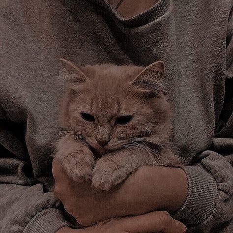 Brown Academia Aesthetic, Soft Academia Aesthetic, Grey Academia, Soft Academia, Light Grunge, Cat Dark, Light Academia Aesthetic, Aesthetic Dark Academia, Cat Light