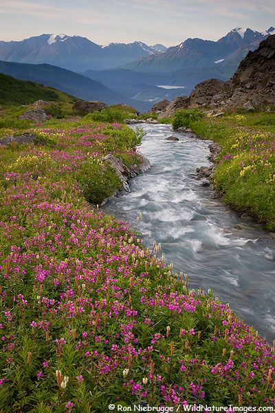 Mountain Stream Photos Mountain Stream Painting, Stream Photography, Stream Nature, Mountain Wildflowers, Mountain Streams, Alaska Mountains, North To Alaska, Seward Alaska, Kenai Peninsula