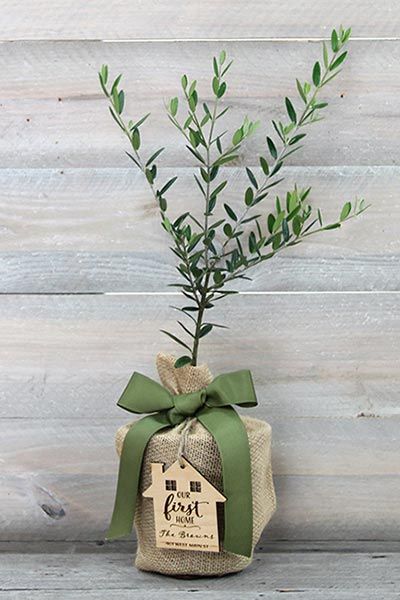 Christmas Tree Gift Ideas, Plant Gift Hamper Ideas, Gifting Plants Ideas, Plant Gifting Ideas, Plants To Gift Someone, Gift Plants Ideas, Plant Gift Wrapping Ideas, How To Wrap A Plant As A Gift, Plant Gifts Ideas