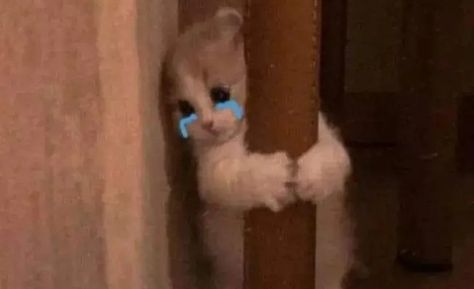 Plss pin my post Crying Cat, Cat Crying, Crying Face, Crying My Eyes Out, Face Aesthetic, Gay Memes, Uchiha Sasuke, Small Cat, Silly Cats