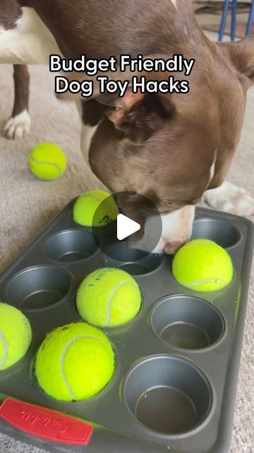 Diy Dog Games, Dog Ideas For The Home, Diy Dog Enrichment, Dog Toys Diy, Dog Enrichment Ideas, Enrichment For Dogs, Dog Diy Projects, Diy Dog Pillow, Pet Rooms