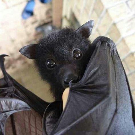 Cute Bat Picture, Facts About Bats, Bat Cute, Cute Bats, Bat Animal, Dark Witch, Baby Bats, Fruit Bat, Cute Bat