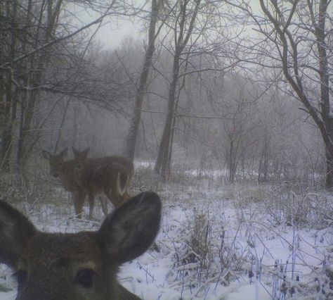 Deer, Trees, Instagram, Snowy Day, The Snow, In The Middle, The Middle, Forest