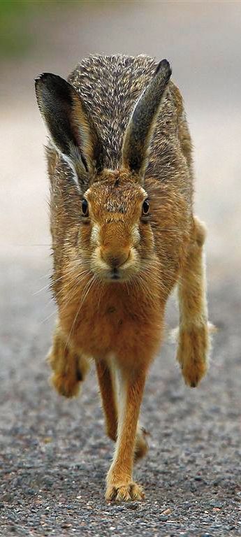 Regard Animal, Wild Hare, Photo Animaliere, Animal Magic, British Wildlife, Animal Planet, Nature Animals, Animal Photo, Animals Friends