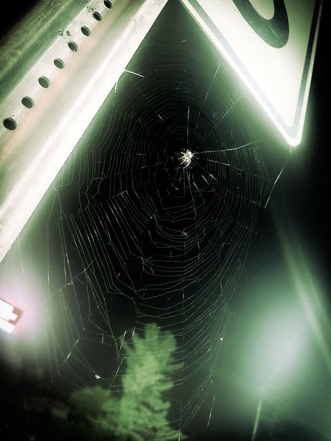 #spider #goth #photography Photography, Spider Aesthetic, Goth Photography, Spiders, Spider Web