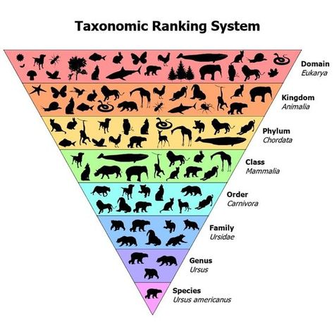 Plant & Animal Classification Guide (Biological Taxonomy) – Fauna Facts Montessori, Taxonomy Biology Notes, Animal Taxonomy, Taxonomy Classification, Taxonomy Biology, Taxonomic Classification, Animal Management, Animal Biology, Wildlife Biology