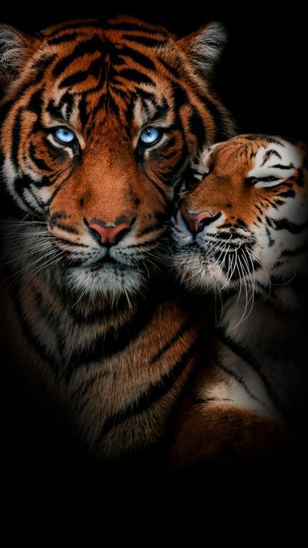 Black Jaguar Animal, Big Cat Species, Tiger Photography, Tiger Images, Wild Animal Wallpaper, Tiger Artwork, Lion Photography, Wild Animals Photos, Tiger Love