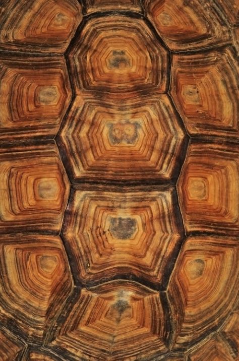 »✿❤Carleen❤✿« Turtle Shell.... I think... Macro Photography, Turtle Shell, Patterns In Nature, Nature Design, Color Textures, Natural Texture, Tortoise Shell, Textures Patterns, Surface Design