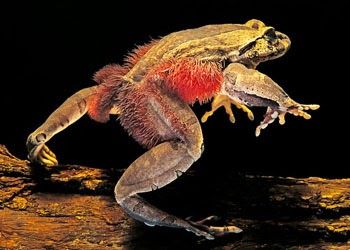 THE WOLVERINE FROG |The Garden of Eaden Weird Looking Animals, Frog Species, Poison Frog, The Wolverine, Seed Shop, Gardening Plants, Interesting Animals, Frog And Toad, Wildlife Animals