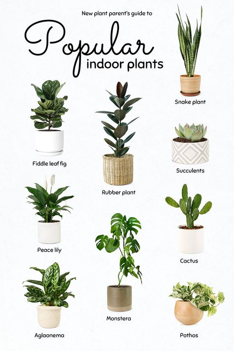 Best Air Purifying Plants, Tanaman Indoor, Household Plants, Plant Care Houseplant, Living Room Plants, Inside Plants, Growing Plants Indoors, Best Indoor Plants, Air Purifying Plants