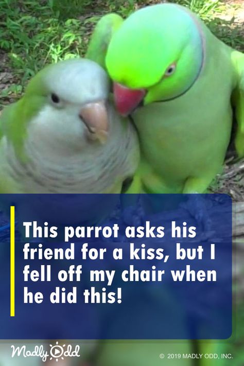 Humour, Rare Animals, Quaker Parrot, Indian Ringneck, Animal Photography Wildlife, Funny Parrots, Cute Animals Puppies, Animal Antics, Funny Birds