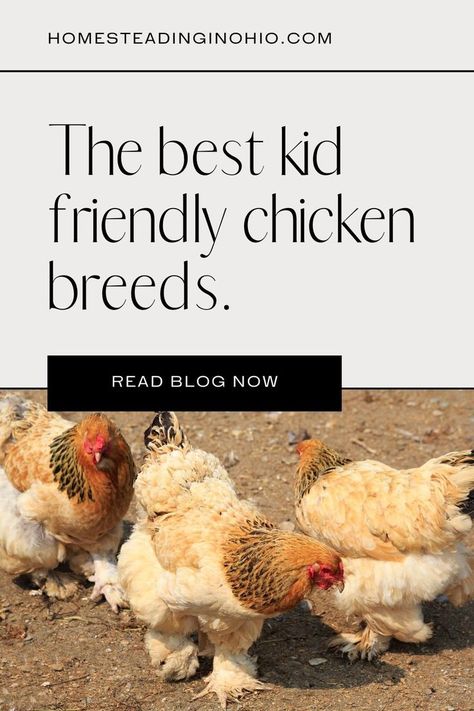 Learn all about chickens for kids. This has the best kid friendly chicken breeds. These are also the best chickens for beginners because they are docile. If you want backyard chickens that are friendly, these are the best chickens for pets. Look for the best chickens for kids so your kids will enjoy learning about chickens and how to take care of them. Friendly Chicken Breeds, Chicken Pets, Best Chicken Breeds, Chickens For Beginners, Best Chicken, Backyard Chickens, Chicken Breeds, Pet Chickens, Chickens Backyard