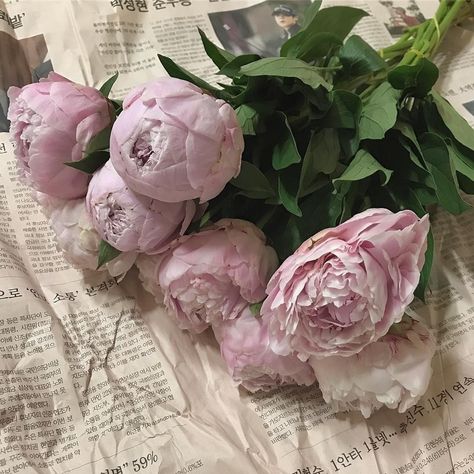 Peonies, Nothing But Flowers, Flower Therapy, Flower Aesthetic, Flowers Nature, Love Flowers, My Flower, Pretty Flowers, Pretty Pictures