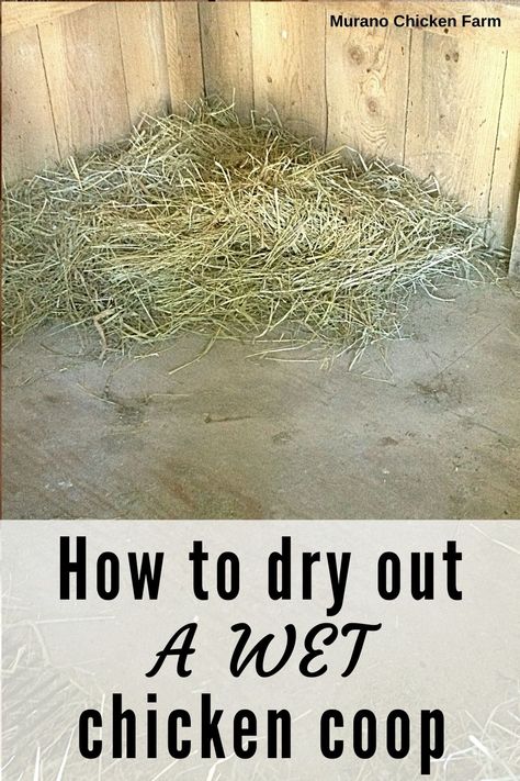 Chicken coop with straw on wet floor. Chicken Coop Ground Cover, Wet Chicken, Fancy Chicken Coop, Backyard Coop, Chickens In The Winter, Chicken Shed, Chicken Care, Chicken Poop, Summer Chicken