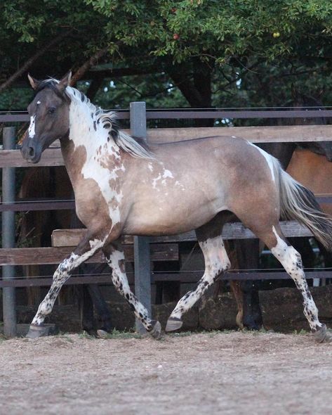 She is sooo pretty! Owner @cb_arabians #prettyhorse #grulla #grullo #tobiano #spots #spottedhorse #equine #horse #pferd #cheval… | Instagram Gorgeous Horse Photography, Cool Horse Coats, Cool Horses, Horse Reference Photos, Grullo Horse, Tobiano Horse, Dressage Aesthetic, Horses Arabian, Unique Horses