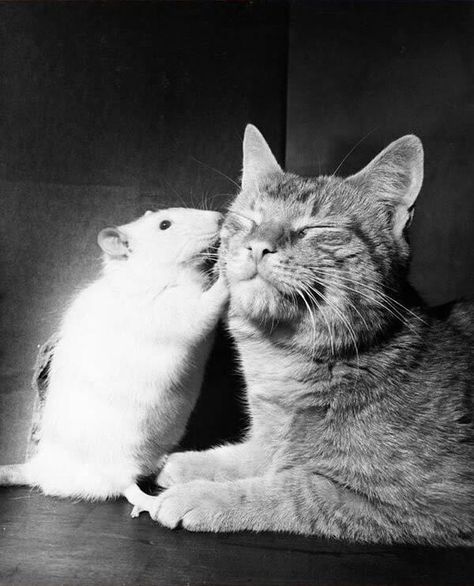 cat and mouse bff 12 (1) Rattus Rattus, Unlikely Friends, Cute Rats, Animals Friendship, Photo Chat, Cat Mouse, Pet Rats, Pusheen, 귀여운 동물