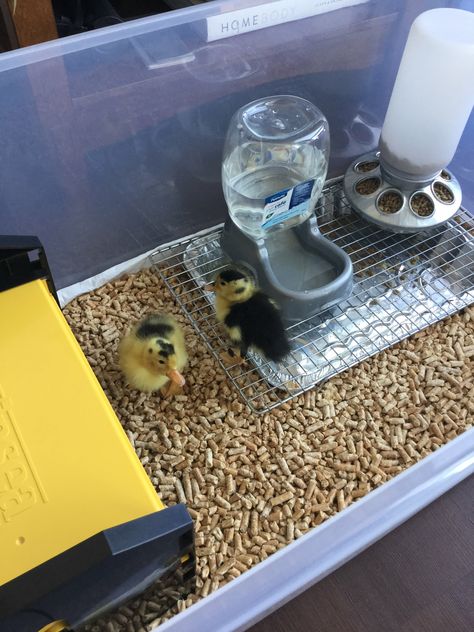 Pet Duck Set Up, Duck Cage Ideas Indoor, Duck Cage Diy, Duckling House Diy, Diy Duck Brooder Ideas, Quail Brooder Set Up, Pet Duck House, Duckling Habitat, Plants For Duck Pen