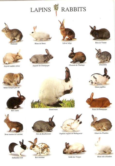 Breeding Rabbits on Pinterest | Rabbit Cages, Rabbit Breeds and Rabbit                                                                                                                                                                                 More Types Of Rabbits, Pet Rabbit Care, Rabbit Farm, Meat Rabbits, Raising Rabbits, Rabbit Pictures, Rabbit Breeds, Rabbit Cages, Bunny Care