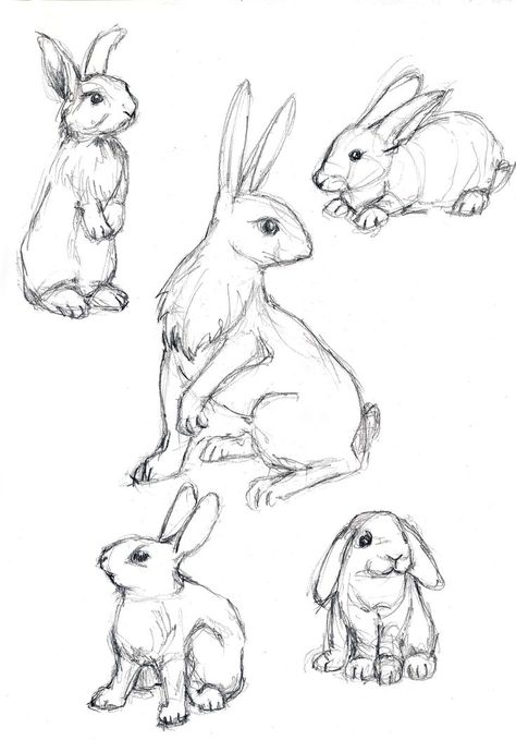 Mechanical pencil on Newsprint Croquis, Bunny Sitting Drawing, Pyrography Animals, Bunny Anatomy, Stage Tattoo, Rabbit Pencil Drawing, Rabbit Sketches, Rabbit Reference, Drawing Rabbits