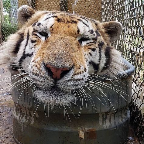 Tiger World, Funny Tiger, Gato Grande, Taking A Bath, Cute Tigers, Silly Cats Pictures, Pet Tiger, Super Cute Animals, Haiwan Peliharaan