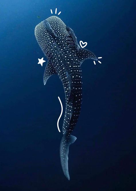 Alive Blobfish, Whale Sharks Cute, Ocean Aesthetic Whale Shark, Fish Ocean Aesthetic, Wale Shark Wallpaper, Shark Aethestic, Shark Pictures Art, Shark Pictures Amazing Photos, Whale Shark Top View