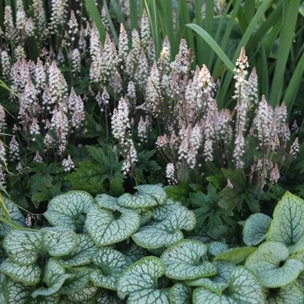 Shade Plants, Brunnera Plant, Shadow Plants, Shade Garden Design, Ferns Garden, Plants Uk, Woodland Plants, Shade Garden Plants, Cottage Garden Design