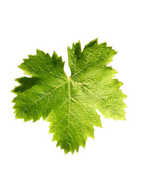 Vine leaf. Green vine leaf , #Aff, #leaf, #Vine, #vine, #Green #ad Wine Leaves, Wine Vine, Grape Painting, Leaf Photo, Fall Clip Art, Decoupage Printables, Leaf Photography, Oil Painting Inspiration, About Plants