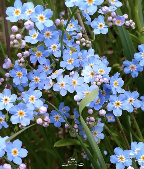 Miss Me Not Flowers, Forget Not Me Flower, Forget Me Not Flowers Field, Do Not Forget Me Flower, Forget Ne Not Flowers, Forget Ne Nots, Forget Mr Not Flower, Forget Me Not Photography, Flowers Forget Me Not