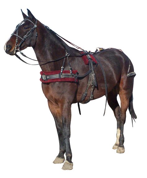 Horses | Draft | Standard | Pony | Amish made harnesses, bridles, and tack Nature, Horse Buggy, Wood Wagon, Horse Drawn Wagon, Horse Harness, Wooden Wagon, Horse And Buggy, Equestrian Lifestyle, Horse Owner