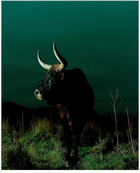 Tarquin Cardona's "Gulliver Theis Auerochse Animals, Cow, Photography, Art, Nature, Moose Art, In This Moment, Quick Saves