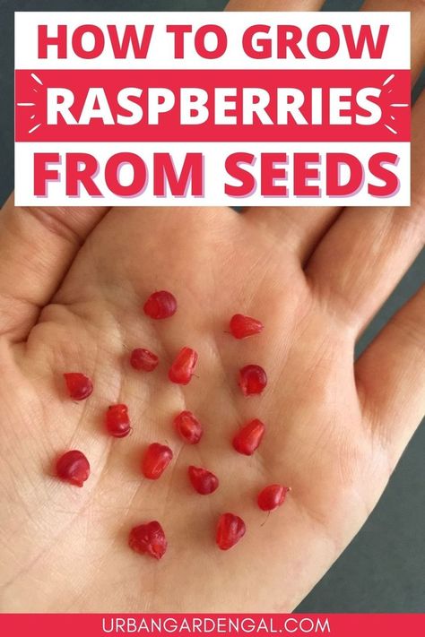 Growing raspberry seeds Nature, Grow Raspberries From Fruit, Grow Raspberries From Seed, Transplanting Raspberry Plants, Growing Raspberries From Seeds, How To Plant Strawberry Seeds, Growing Raspberries In Containers, Raspberry Bushes Care How To Grow, Raspberry Plants Growing