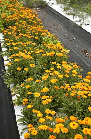 Pot Marigold Calendula officinalis Nature, Cottage Gardens, Deadheading, Calendula In Pots, Pot Marigold, Calendula Officinalis, Marigold Flower, Favorite Flowers, Eye Health