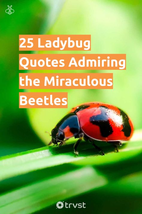 Nature, Ladybug Quotes Inspiration, Ladybug Sayings, Ladybug Symbolism, Bug Quotes, Bug Puns, Ladybug Larvae, Ladybug Quotes, Ruskin Bond