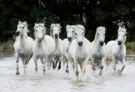 Running horses by Nats6 - ViewBug.com Running Horse Wallpaper For Phone, 7 Horses Running Painting Vastu Wallpaper, Seven Horses Painting, White Horse Photography, Running Images, Horse Background, Beautiful Wallpaper Hd, Running Pictures, Camargue Horse