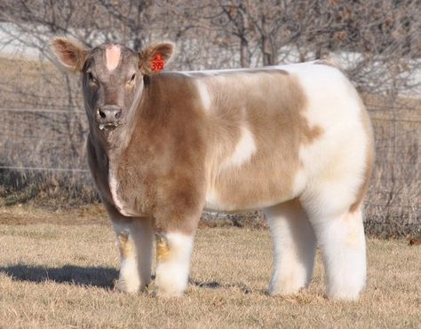 November 15, 2013 - 11 Reasons Fluffy Cows are the New Micropigs. Happy Friday! In case you needed another reason to love fluffy cows, here's 11. Blow Dried Cow, Show Cows, Micro Pigs, Cele Mai Drăguțe Animale, Show Cattle, Fluffy Cows, Baby Cows, Fluffy Animals, Cute Cows