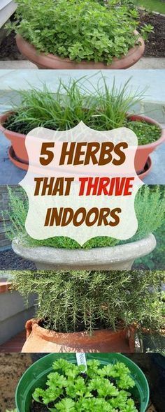 Growing Herbs Indoors, Indoor Vegetables, Tanaman Indoor, Inside Garden, Indoor Vegetable Gardening, Inside Plants, Indoor Herb Garden, Herbs Indoors, Home Vegetable Garden